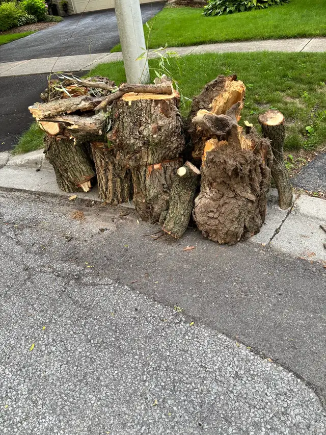 Free firewood on curb for easy pick up!