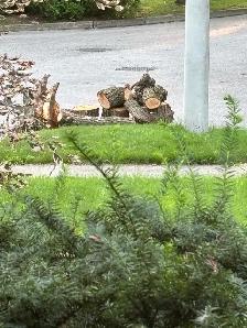 Free firewood on curb for easy pick up! - Photo 2