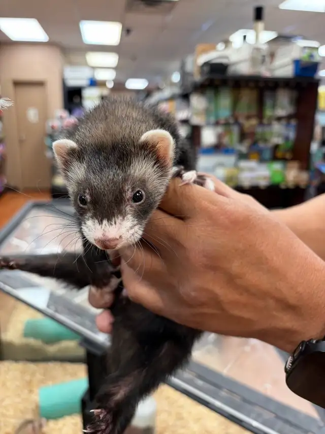 Pets for Sale