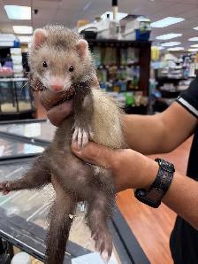 Pets for Sale - Photo 2