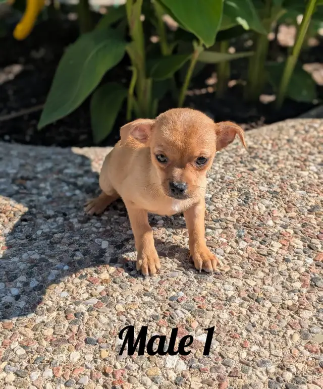ADORABLE CHIHUAHUA PUPS, BOYS AND GIRLS READY NOW