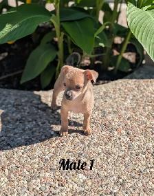 ADORABLE CHIHUAHUA PUPS, BOYS AND GIRLS READY NOW - Photo 2
