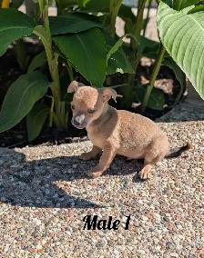 ADORABLE CHIHUAHUA PUPS, BOYS AND GIRLS READY NOW - Photo 3