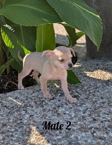 ADORABLE CHIHUAHUA PUPS, BOYS AND GIRLS READY NOW - Photo 4