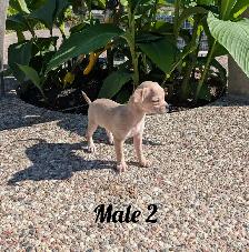 ADORABLE CHIHUAHUA PUPS, BOYS AND GIRLS READY NOW - Photo 5