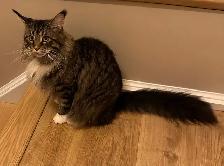 Polydactyl Maine Coon Kittens - Photo 8