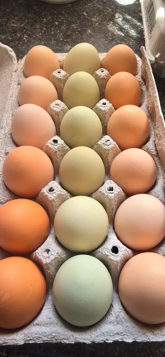 Farm fresh eggs 4$ a dozen south east manitoba