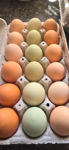 Farm fresh eggs 4$ a dozen south east manitoba