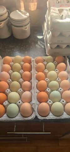 Farm fresh eggs 4$ a dozen south east manitoba - Photo 2