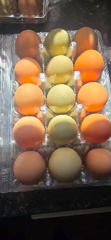 Farm fresh eggs 4$ a dozen south east manitoba - Photo 3
