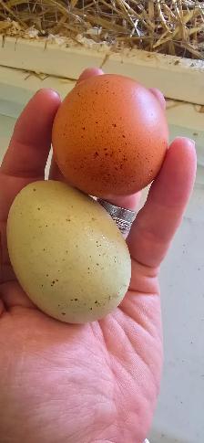 Farm fresh eggs 4$ a dozen south east manitoba - Photo 4