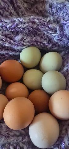 Farm fresh eggs 4$ a dozen south east manitoba - Photo 5