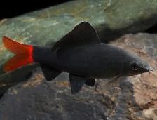 Red Tail Shark For Sale