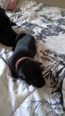 beautiful puppies for sale - Photo 3