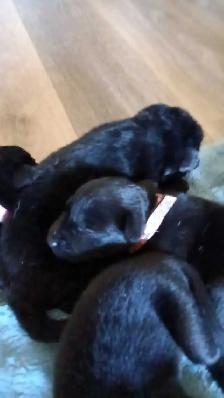 beautiful puppies for sale - Photo 4