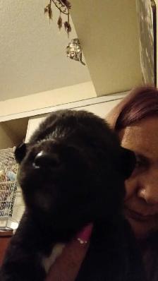beautiful puppies for sale - Photo 6