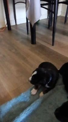 beautiful puppies for sale - Photo 7