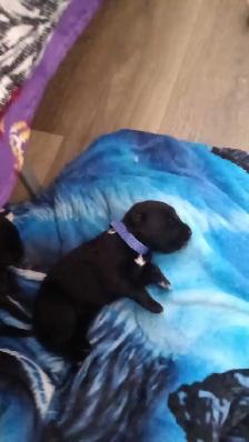 beautiful puppies for sale - Photo 9
