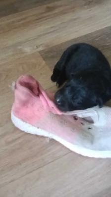 beautiful puppies for sale - Photo 10