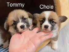 @@ welsh corgi puppies ready to go @@