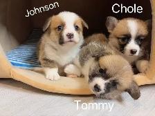 @@ welsh corgi puppies ready to go @@ - Photo 2