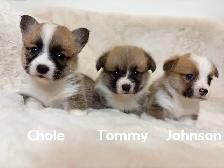 @@ welsh corgi puppies ready to go @@ - Photo 3