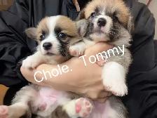 @@ welsh corgi puppies ready to go @@ - Photo 4