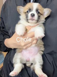 @@ welsh corgi puppies ready to go @@ - Photo 5