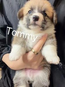 @@ welsh corgi puppies ready to go @@ - Photo 6