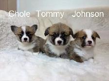 @@ welsh corgi puppies ready to go @@ - Photo 7