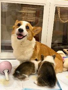 @@ welsh corgi puppies ready to go @@ - Photo 8