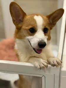 @@ welsh corgi puppies ready to go @@ - Photo 9