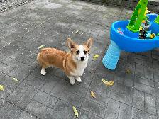 @@ welsh corgi puppies ready to go @@ - Photo 10