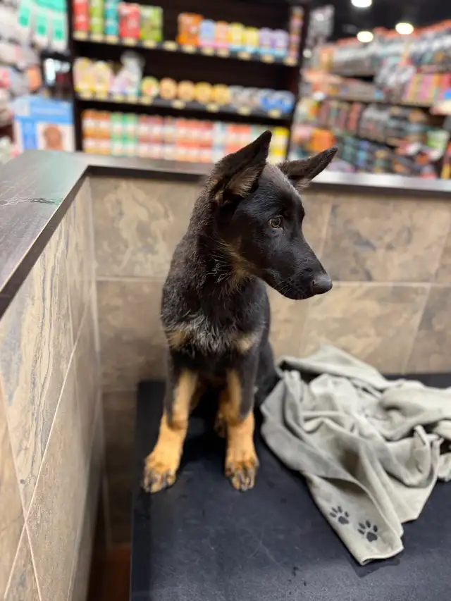 CKC registered German shepherd puppy