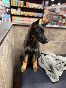 CKC registered German shepherd puppy