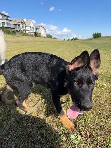 CKC registered German shepherd puppy - Photo 2