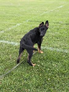 CKC registered German shepherd puppy - Photo 3