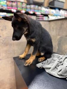 CKC registered German shepherd puppy - Photo 4