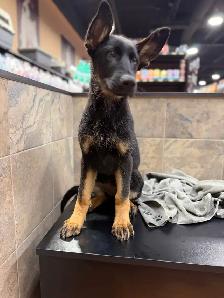 CKC registered German shepherd puppy - Photo 5