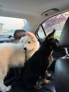 CKC registered German shepherd puppy - Photo 6