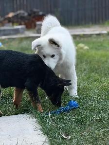 CKC registered German shepherd puppy - Photo 7
