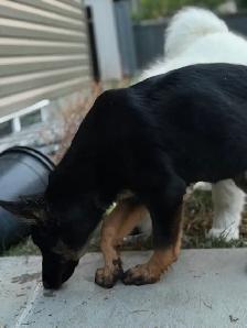 CKC registered German shepherd puppy - Photo 8