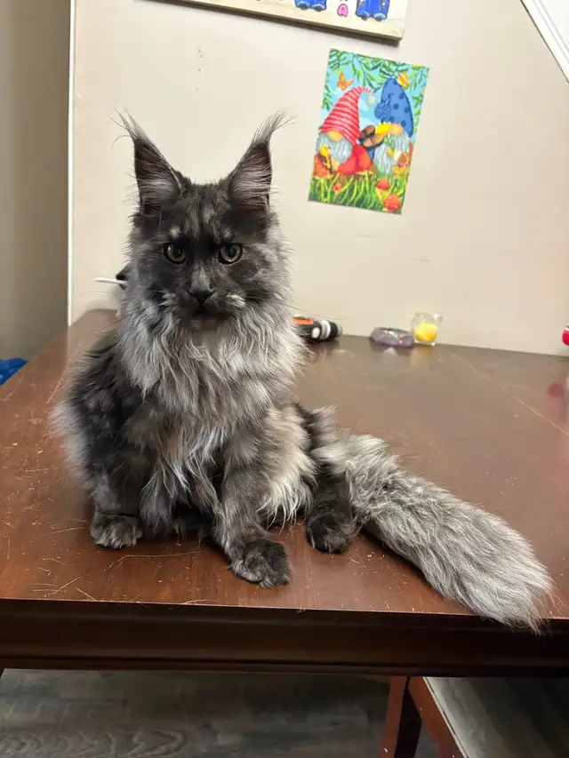 looking for male mainecoon to mate with my black smoke