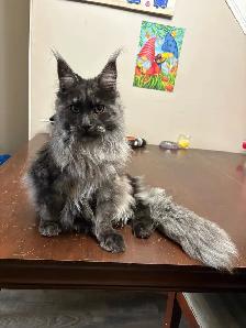 looking for male mainecoon to mate with my black smoke
