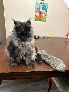 looking for male mainecoon to mate with my black smoke - Photo 2