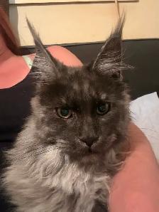 looking for male mainecoon to mate with my black smoke - Photo 3