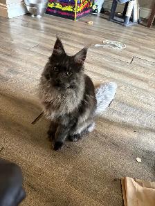 looking for male mainecoon to mate with my black smoke - Photo 4