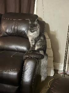 looking for male mainecoon to mate with my black smoke - Photo 5