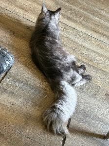 looking for male mainecoon to mate with my black smoke - Photo 6