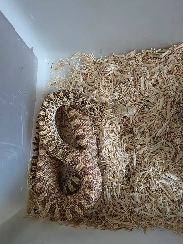 snakes for sale